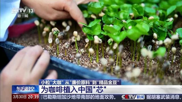 海外去！云咖植入了中国“芯”不朽情缘首页从海外来却能舶回(图6)